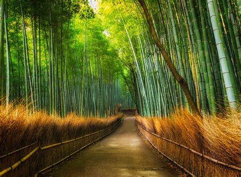 Konsep Terpopuler 45 Bamboo Forest Wall Mural