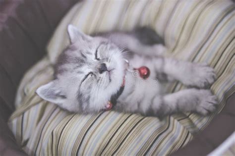 Little Kitten Lies Comfortably On A Fluffy Blanket Bed Stock Image