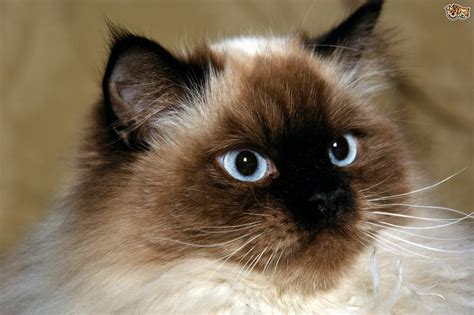 Himalayan Cat Breed Facts Highlights And Buying Advice Pets4homes