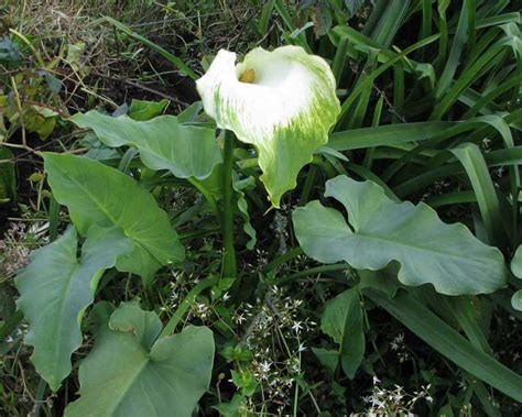 Zantedeschia Aethiopica Green Goddess Gardensonline