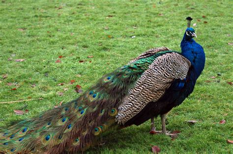Peafowl True Wildlife Creatures