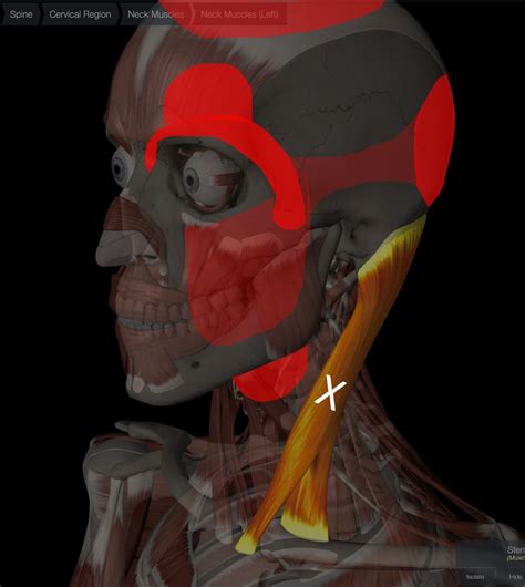 Sternocleidomastoid Syndrome What You Need To Know Regenexx