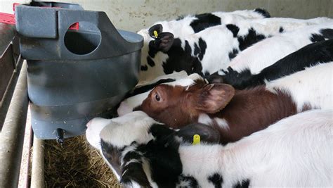 How Devon Dairy Lifted Calf Growth Rates By 50 Farmers Weekly
