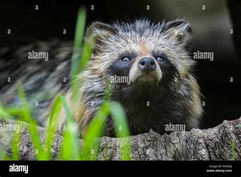 Raccoon Dog Nyctereutes Procyonoides Sitting In Hollow Log Stock