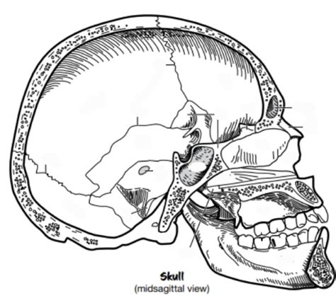 Skull Midsagittal View Diagram Quizlet