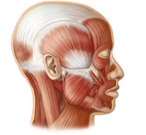 Muscles Of The Face And Neck Lateral View Diagram Quizlet