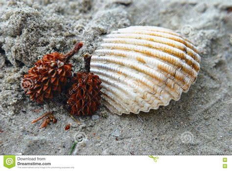Spiky Seed Stock Image Image Of Beauty Seashell Plants 6487073