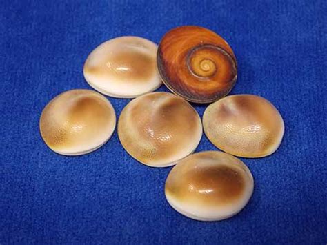 The blue cat's eye marble. Brown Cats Eyes Shells