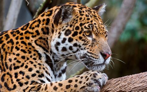 Jaguar Face Predator Big Cat 2559×1600 Big Cats Jaguars