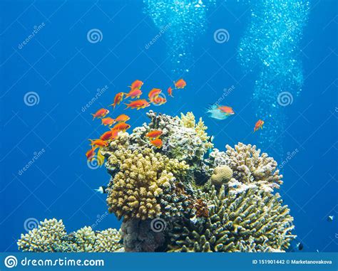 Colourful Marine Life In Red Sea Egypt Dahab Stock Photo Image Of