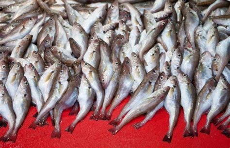 Fresh Fishes At The Market Stock Image Image Of Selling 17840187