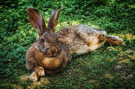 The Mating Habits Of Rabbits Rabbits Life