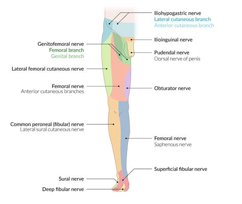 Lower Extremity Peripheral Nerve Dermatomes Dermatomes Chart And Map