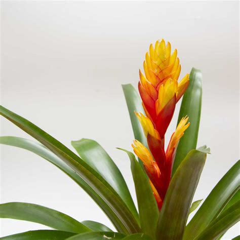 Bromeliad Vriesea Natures Colours Plants And Ts