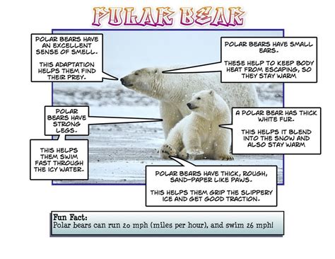 Arctic Animals Facts Ks2 Idalias Salon