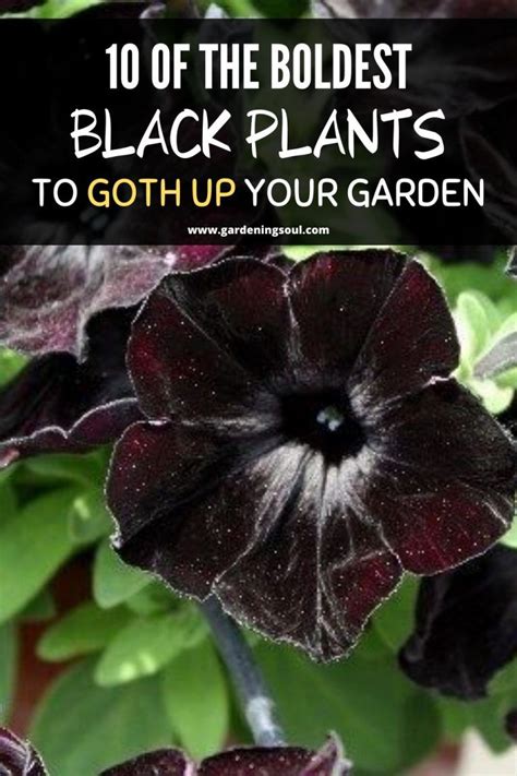 10 Of The Boldest Black Plants To Goth Up Your Garden In 2020 Plants