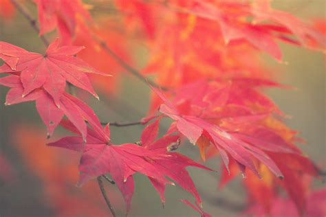 2560x1600 Leaves Autumn Maple Branch Wallpaper Coolwallpapersme