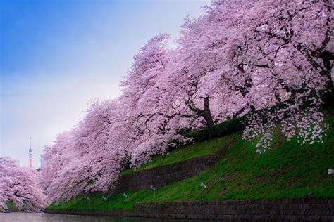 The Most Beautiful Cherry Blossoms Around The World Pictolic