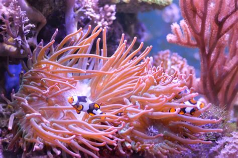 Sea Anemones Flowers Of The Ocean Aquaviews Leisure Pro
