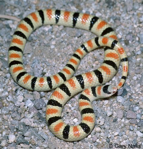 Banded California Snakes