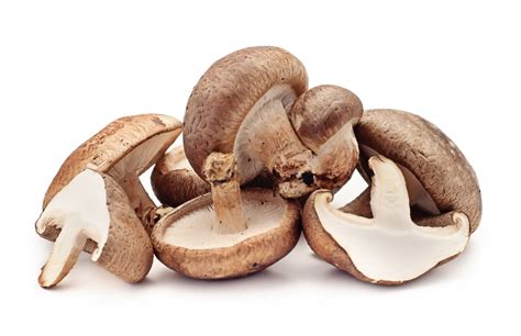 The Shiitake Mushroom For Sports Nutrition Protein Factory