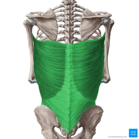 Musculus Latissimus Dorsi Anatomie Funktion Pathologie Kenhub Porn