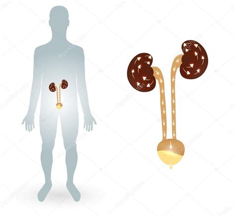 Human Silhtouette And Urinary System Stock Vector By ©megija 47747457