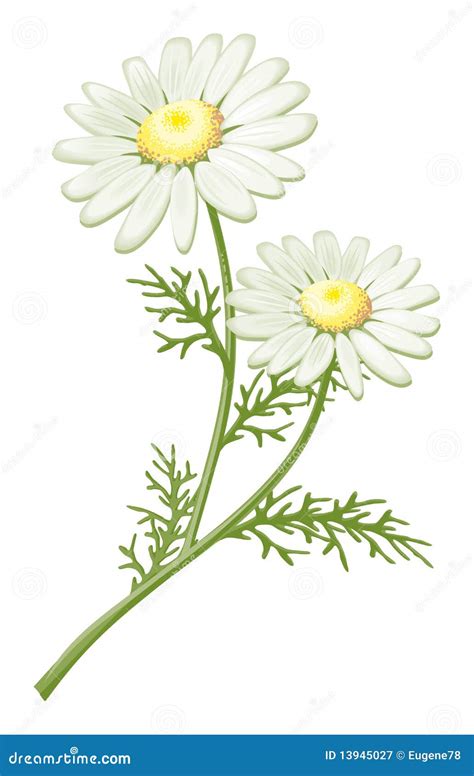 Camomile Stock Vector Illustration Of Plants Therapy 13945027
