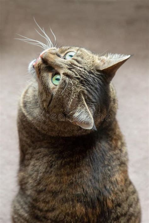 Meowing Mackerel Tabby Cat Sitting And Looking Up Stock Image Image
