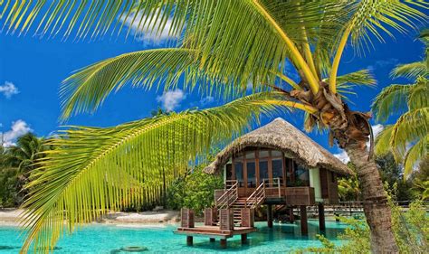 Palm Trees Resort Beach Tropical Water Bungalow Sea Summer