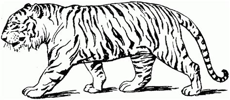 #baby tiger coloring pages #coloring pages of tiger #saber tooth tiger coloring pages #tiger coloring pages for adults #tiger cub coloring pages. Tiger Profile Drawing | Free download on ClipArtMag