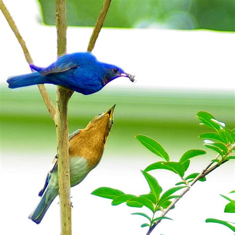 Blue Birds Pentax User Photo Gallery