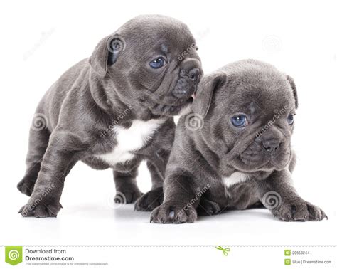 Ace is the most beautiful blue tri english bulldog you have ever seen! French bulldog puppy stock photo. Image of animal ...