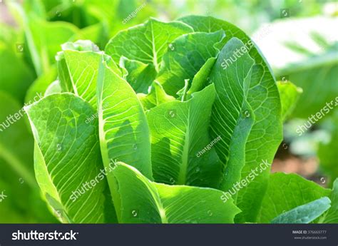 Hydroponics Lettuces Vegetable Close Stock Photo Shutterstock