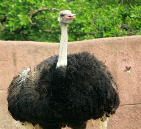 Male Ostrich Image Free Stock Photo Public Domain Photo Cc0 Images
