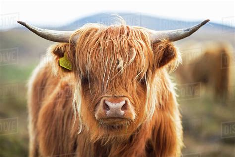 Close Up Of Highland Cow On Scottish Moor Stock Photo Dissolve