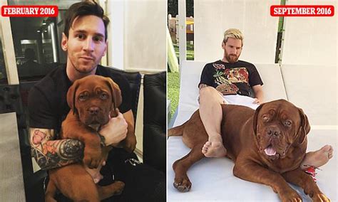 Lionel messi lifestyle with his family messi plays football with his pet dog hulk news tube. Lionel Messi shows off pet dog's remarkable growth spurt ...