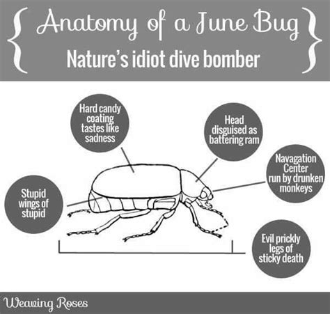 Ahhhhhh The June Bug I Havent Laughed This Has In A Long Time