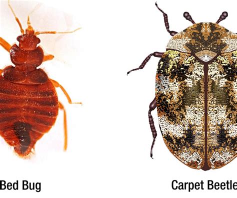 Carpet Beetle Dermatitis Vs Bed Bug Bites Home Alqu