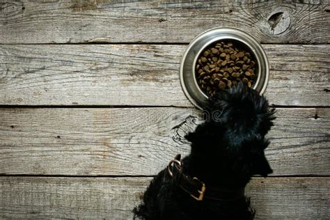 Dog Food Concept Dog Eating Dry Food From Bowl Stock Image Image Of