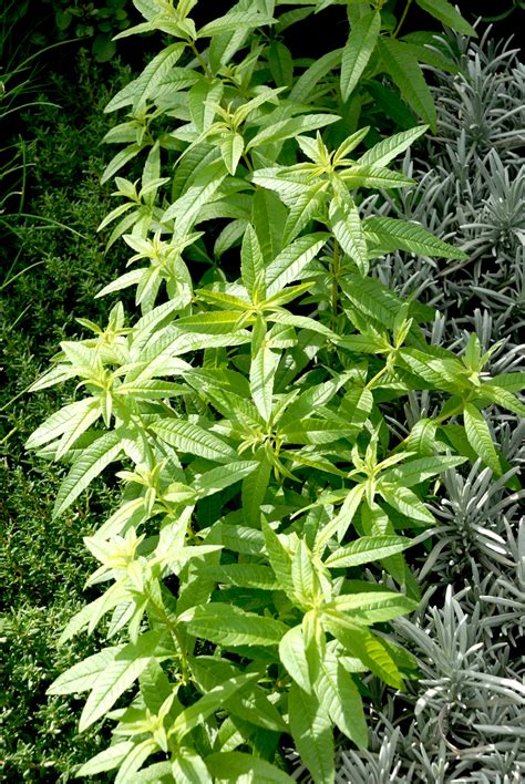 Verveine Citronnelle Planter Et Tailler Ooreka