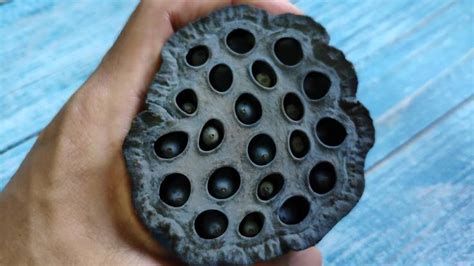 Fear Of Small Holes That S Behind The Phenomenon Video In 2020 Phenomena Trypophobia Small