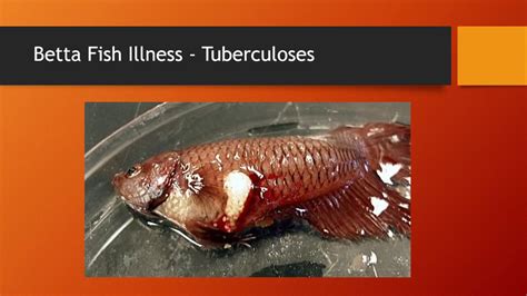 Betta Fish Disease Treatment Youtube