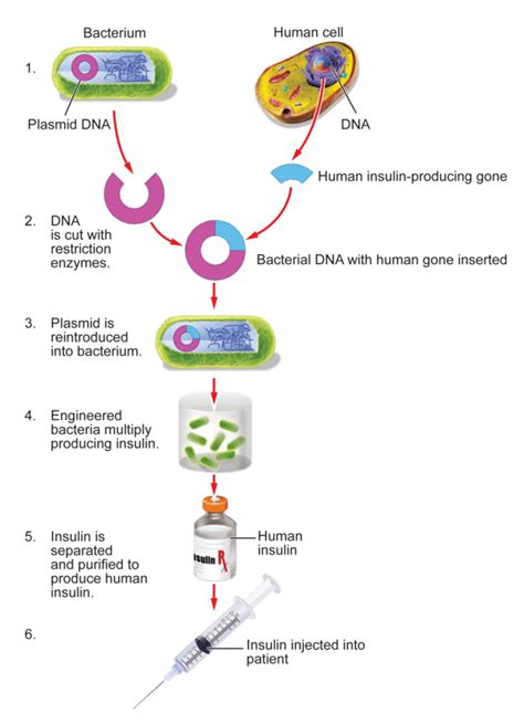 A Transgenic Organism Is Quizlet Preap Biology Scavenger Hunt Z Beall