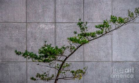 Evergreen Tree Over Concrete Photograph By James Aiken Fine Art America