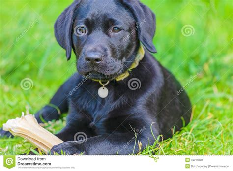 M & l labrador retriever's mark, linda & shannon lipa 4470 champlin rd. Zwart Labrador Retriever-puppy Met Been Stock Foto ...