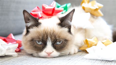 This Cat Is So Over Christmas As It Is Confused By A Santas Hat In