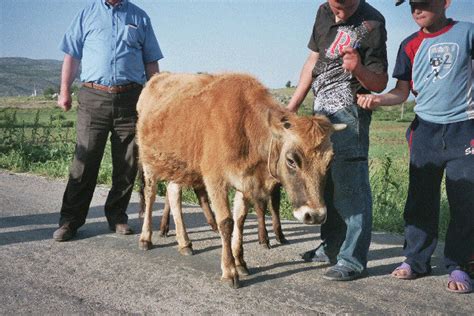 Present Day Small Cattle A Albanian Prespa Cattle A Dwarf Variant