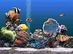 Marine aquarium screensaver - kentuckylokasin