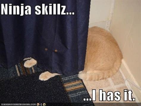 Well Done Ninja Cat Funny Animal Memes Cat Memes Funny Animals